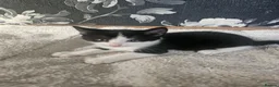 Mixed Breed cats for sale: Adorable Black & White Kittens for Sale 🐾 - Advert 9