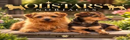 Mixed Breed dogs for sale: Olistars norjacks litter due  - Advert 1