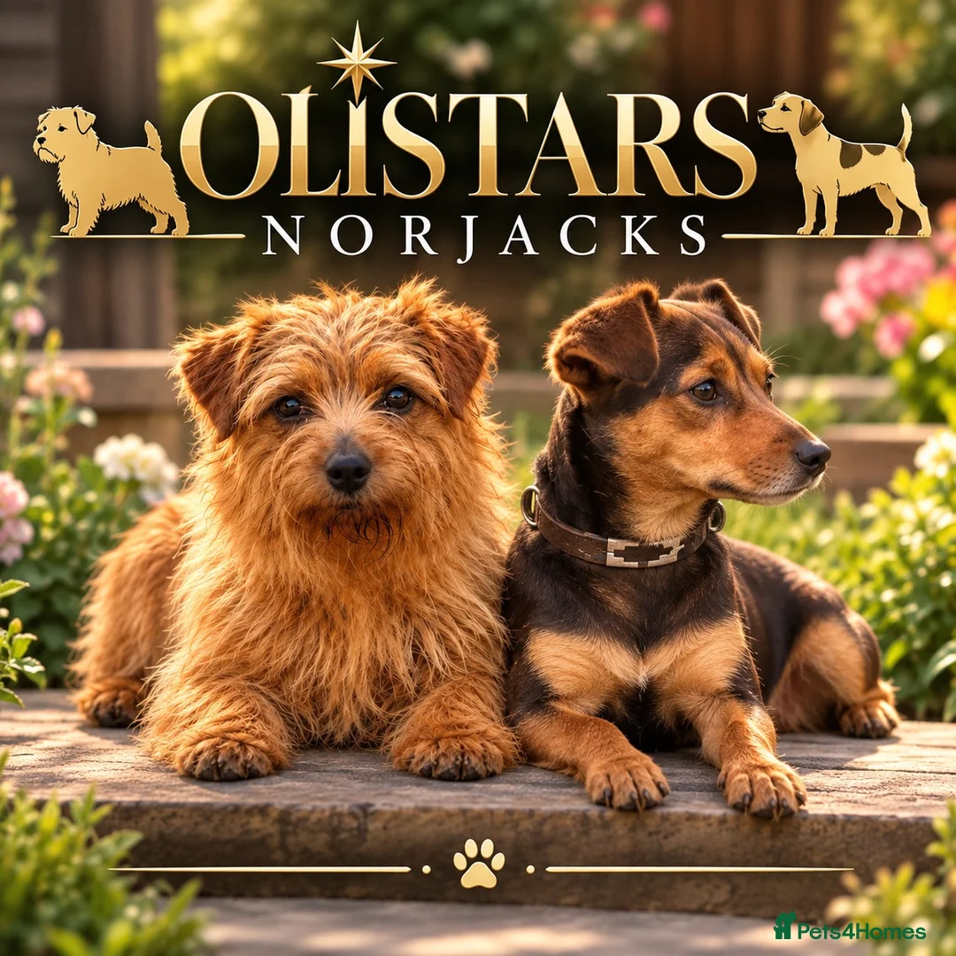 Mixed Breed dogs for sale: Olistars norjacks litter due  - Advert 1