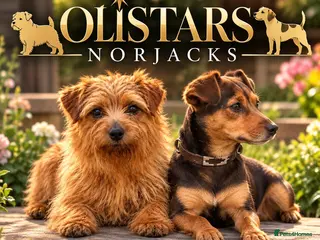Mixed Breed dogs Olistars norjacks litter due - Advert 2