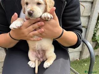 Cockerdor dogs Price reduced 4 pups remaining - Advert 2