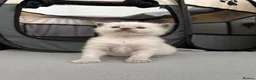 Ragdoll cats for sale: Bluepoint ragdolls for sale  in Liverpool - Advert 23
