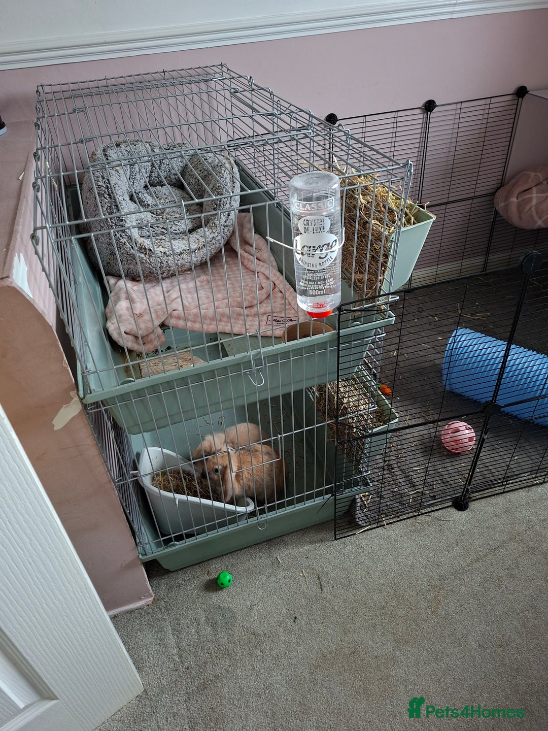 Mixed Breed rabbits for sale: Mini lop x lion head - Advert 2