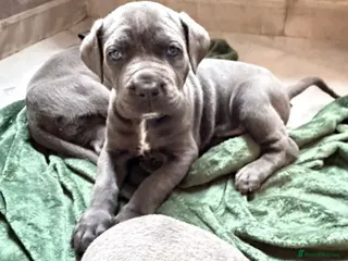 Mixed Breed dogs BLUE NEAPOLITAN MASTIFF × CANE CORSO - Advert 5