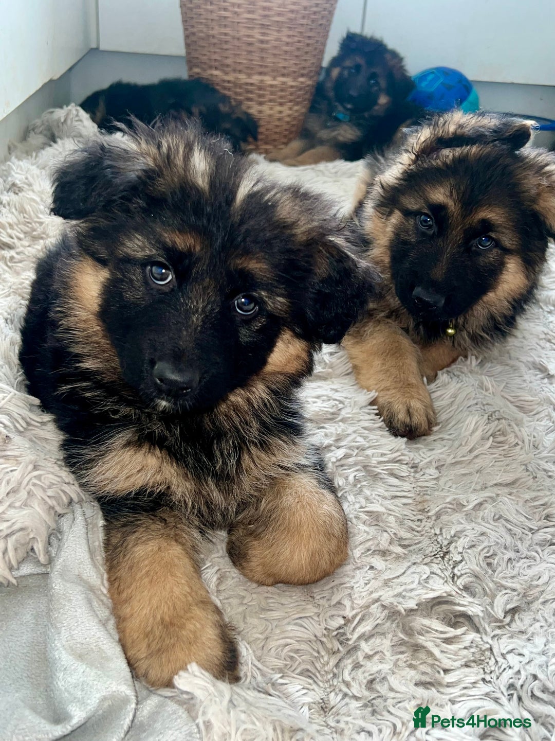 German Shepherd dogs for sale: 🌟READY🌟- KC registered Long Haired GSD pups♥️ - Image 9