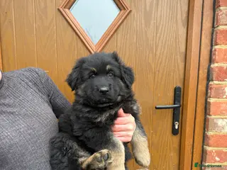 German Shepherd dogs KC reg German shepherd puppies - Advert 6