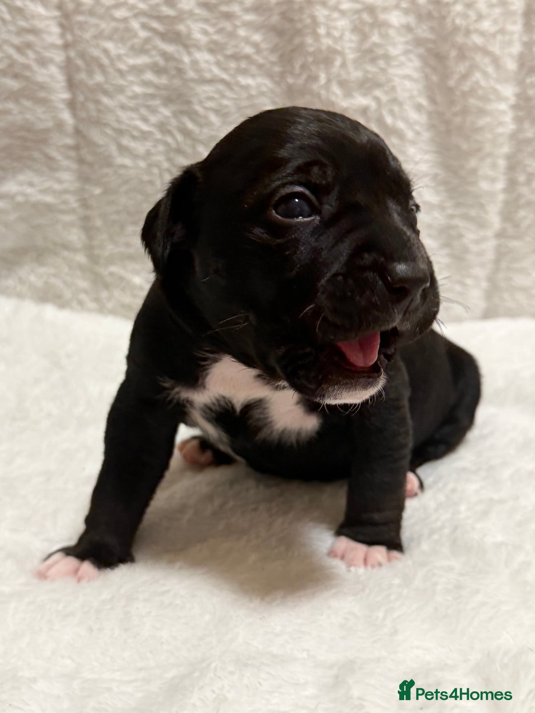 Mixed Breed dogs for sale: Beautiful Home- Reared Puppies!  - Advert 17