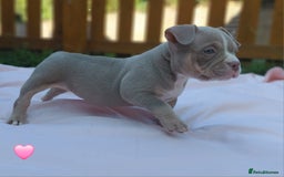 American Bully dogs for sale: ■■■■REDUCED REDUCED REDUCED■■■■ - Image 8
