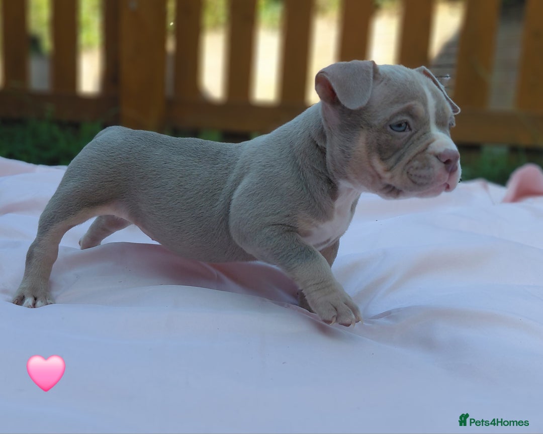 American Bully dogs for sale: ■■■■REDUCED REDUCED REDUCED■■■■ - Image 8