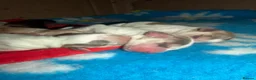 Cocker Spaniel dogs for sale: 🐾 SHOW COCKER SPANIEL PUPPIES FORSALE 🐾  in Wisbech - Advert 5