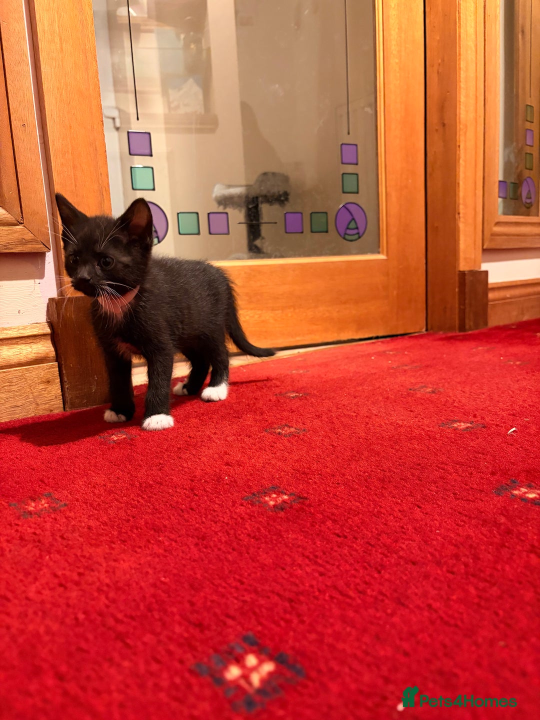 Mixed Breed cats for sale: Gorgeous kittens - Advert 6