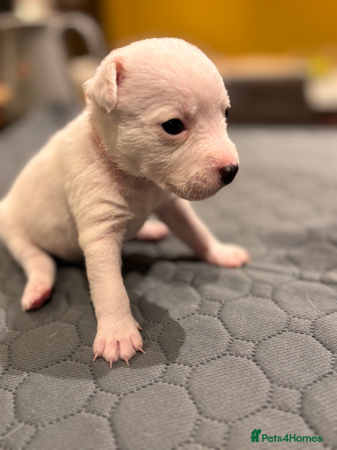 Parson Russell dogs for sale: Parsons Russell Puppies - Advert 12