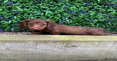 Miniature Dachshund dogs - Advert 10