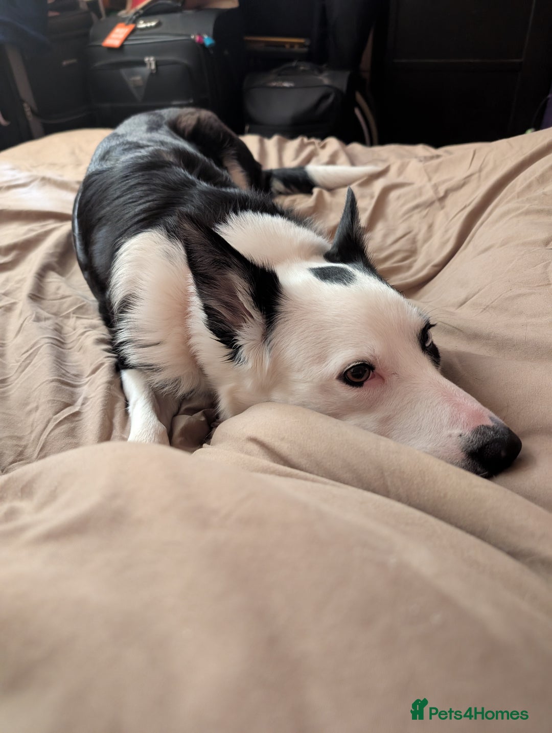 Mixed Breed dogs for sale: Husky cross border Collie  - Advert 7