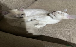 Burmese cats for sale: GCCF reg Pedigree Kittens - Image 9