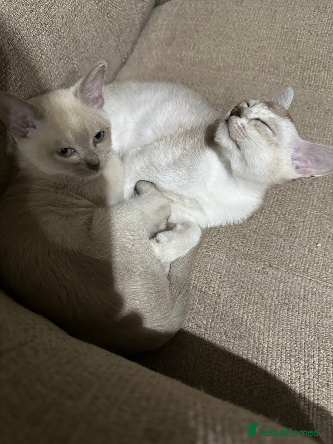 Burmese cats for sale: GCCF reg Pedigree Kittens - Image 9