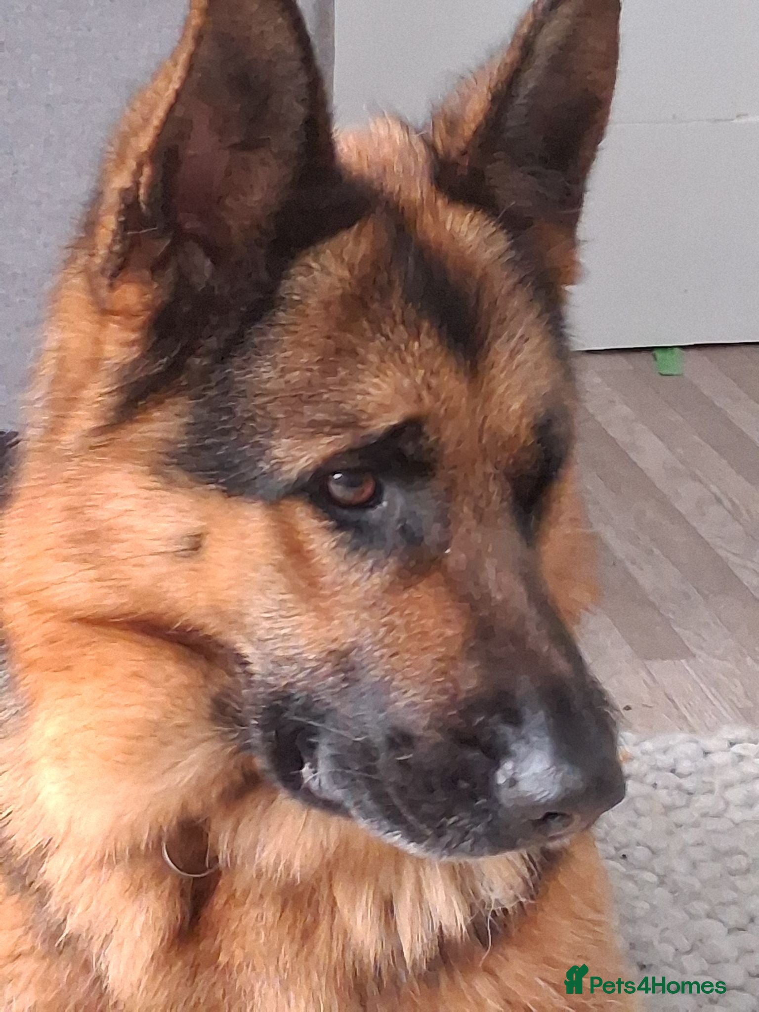 German Shepherd dogs Indie - Advert 11