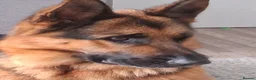 German Shepherd dogs for sale: Indie - Advert 1