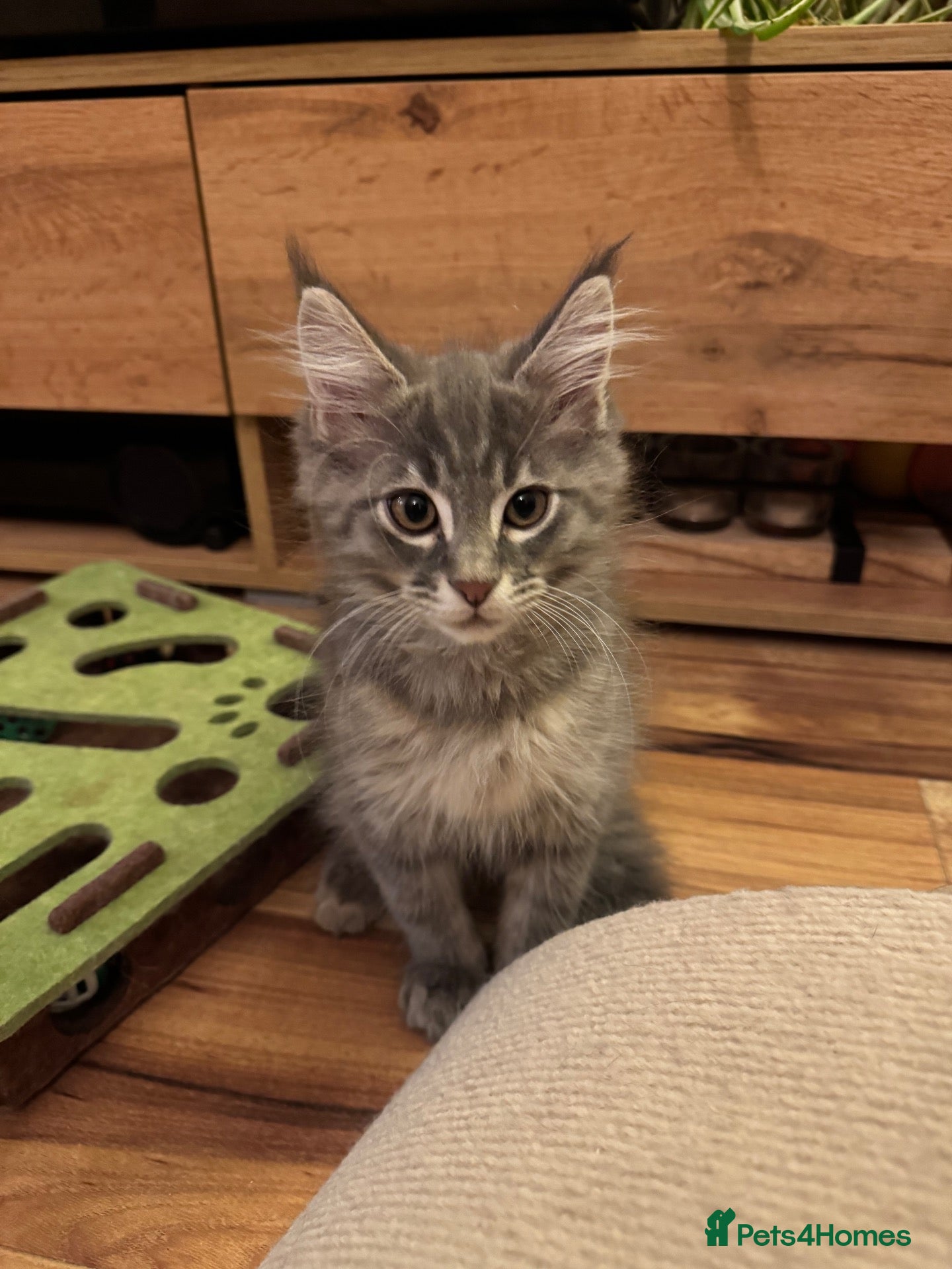 Maine Coon cats Beautiful Maine Coon Kittens  - Advert 1