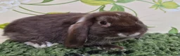 Mini Lop rabbits for sale: Friendly handled mini lop boy - Advert 4
