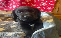 Springador dogs for sale: Beautiful Springador Puppies  - Advert 15