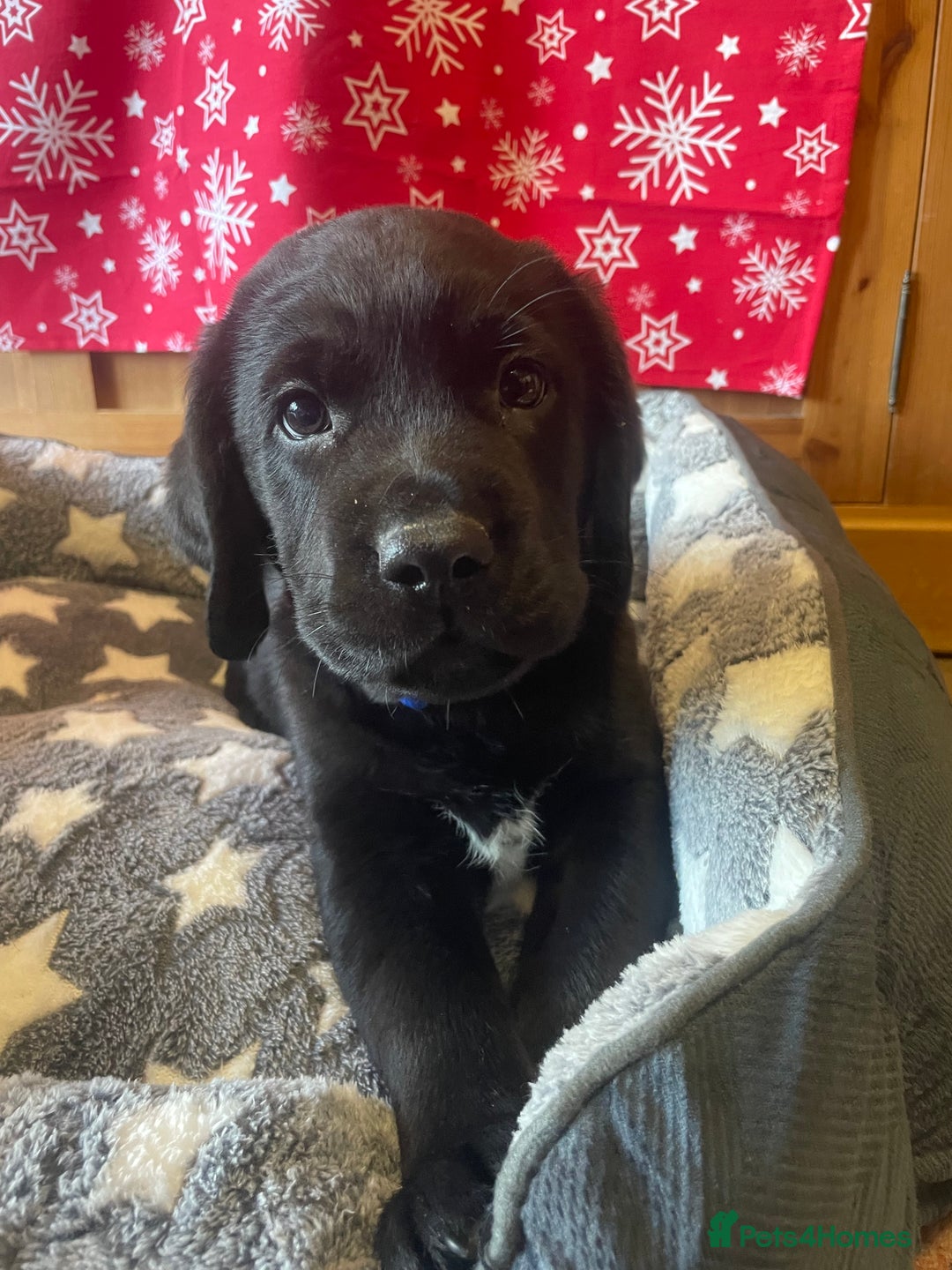 Springador dogs for sale: Beautiful Springador Puppies  - Advert 15