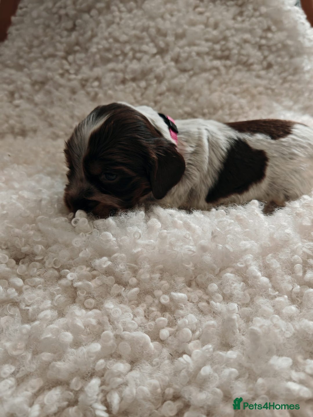 Cocker Spaniel dogs for sale: Kc show cocker spaniel puppies  - Image 6