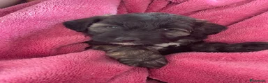 Patty Shihpoo 4
