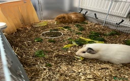 Guinea Pig rodents for sale: 2 male guinea pigs  - Image 3