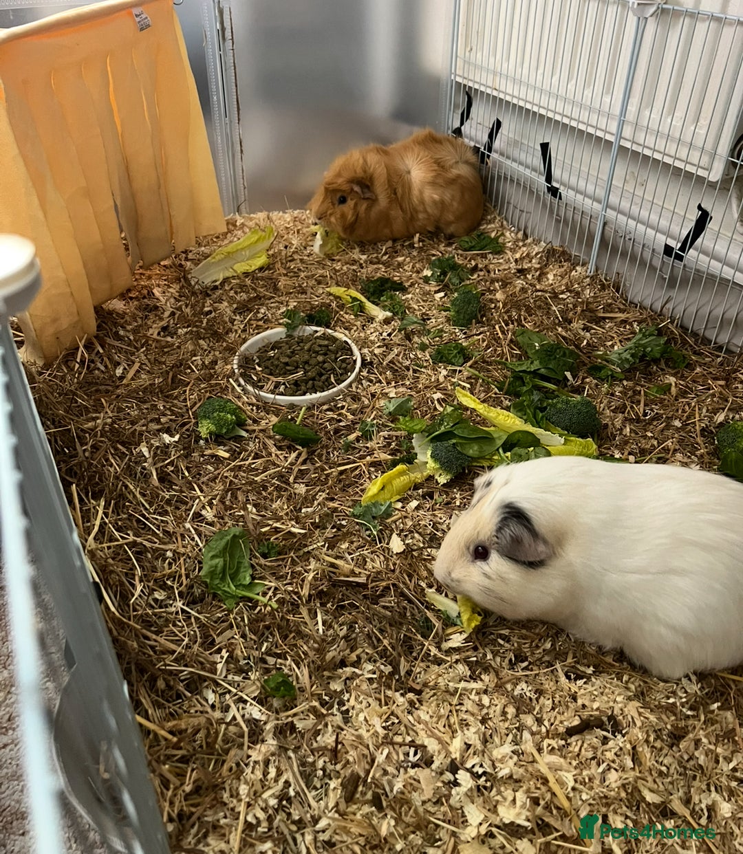 Guinea Pig rodents for sale: 2 male guinea pigs  - Image 3