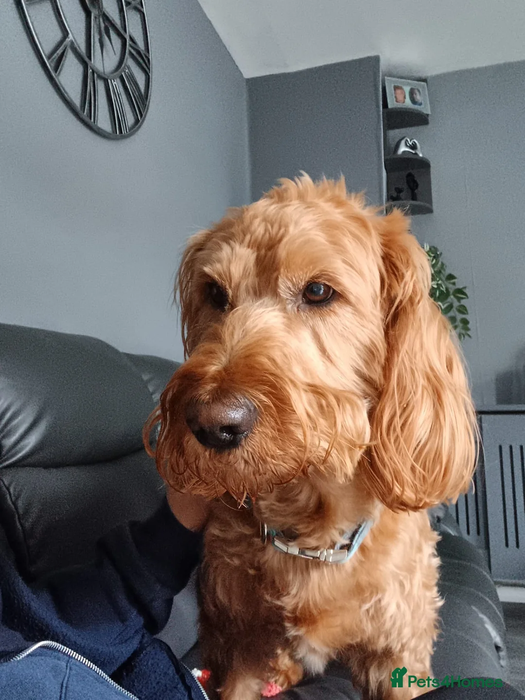 Labradoodle dogs for stud: Bailey the stud  in Glasgow - Advert 2