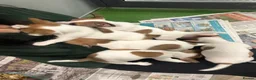 Jack Russell dogs for sale: Jack Russel pups in Congleton - Advert 11