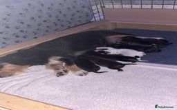 Mixed Breed dogs for sale: Mixed breed pups  - Image 3