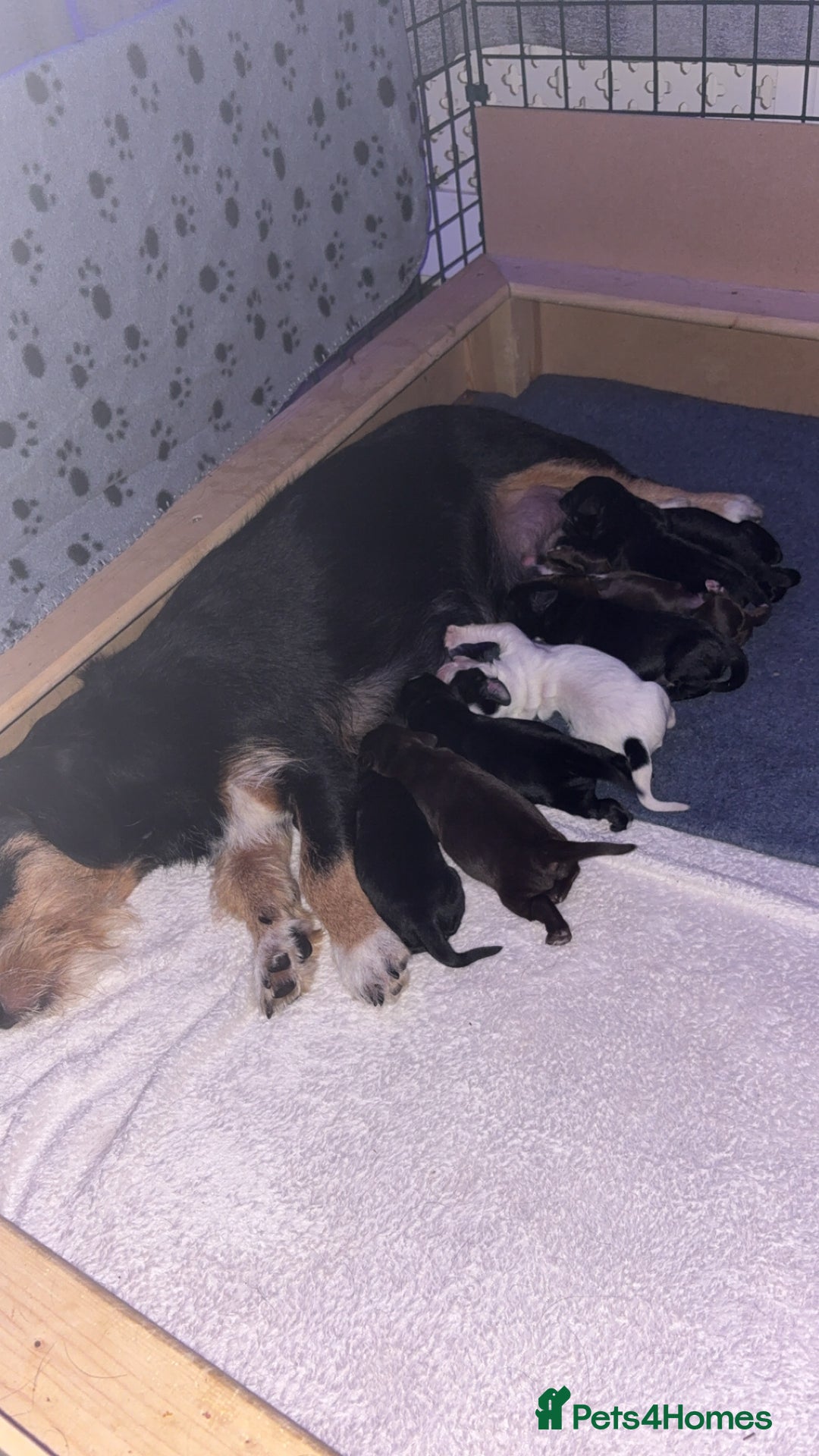 Mixed Breed dogs for sale: Mixed breed pups  - Image 3