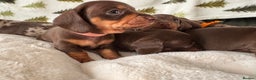 Miniature Dachshund dogs for sale: 6 KC registered miniature dachshund pupps  - Advert 7