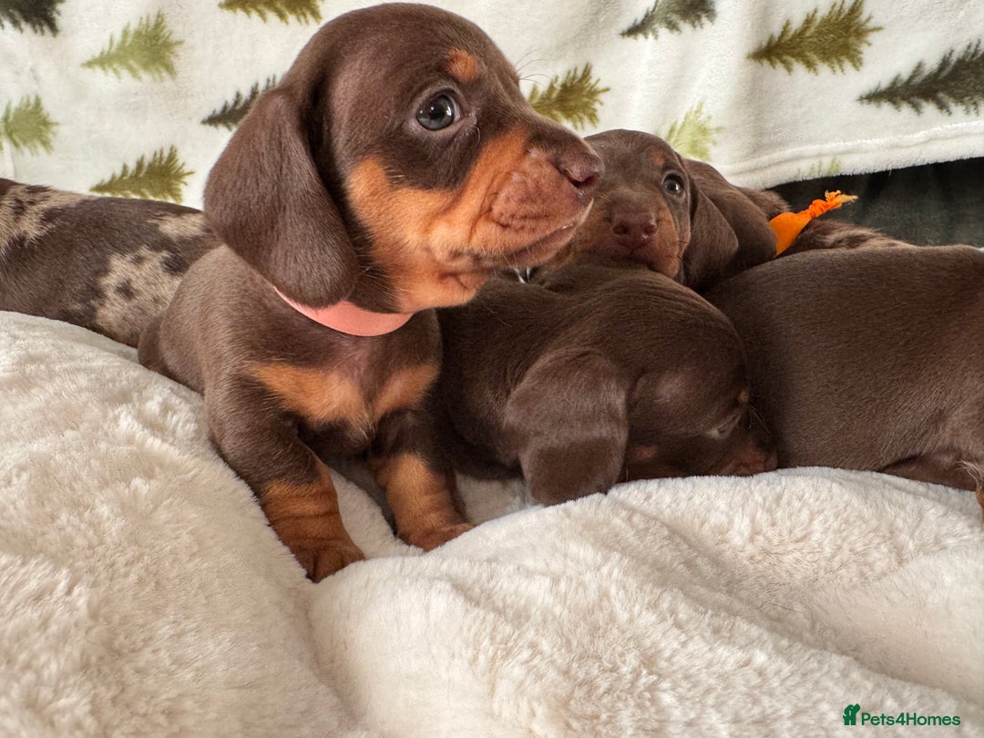 Miniature Dachshund dogs for sale: 6 KC registered miniature dachshund pupps  - Advert 7