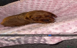 Cocker Spaniel dogs for sale: Red cocker spaniel  - Image 6
