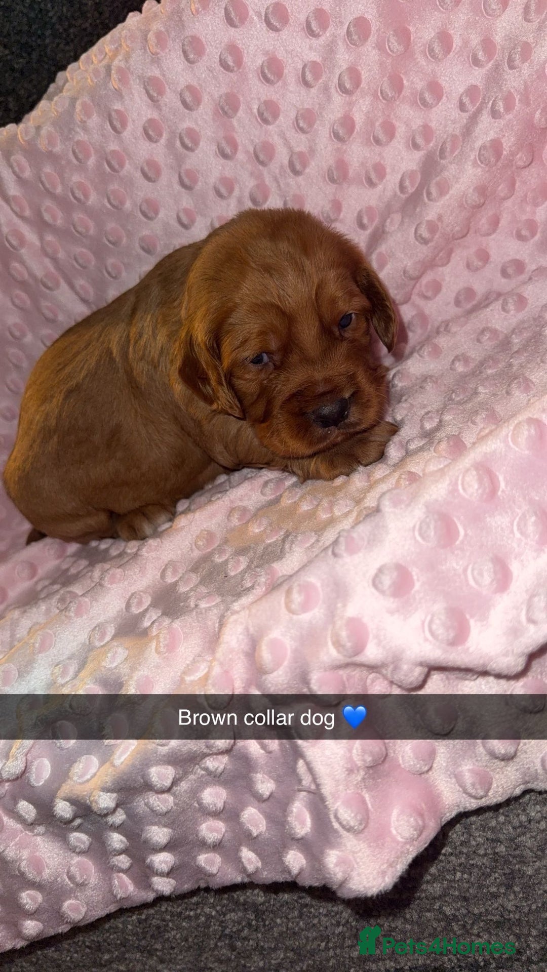Cocker Spaniel dogs for sale: Red cocker spaniel  - Image 6
