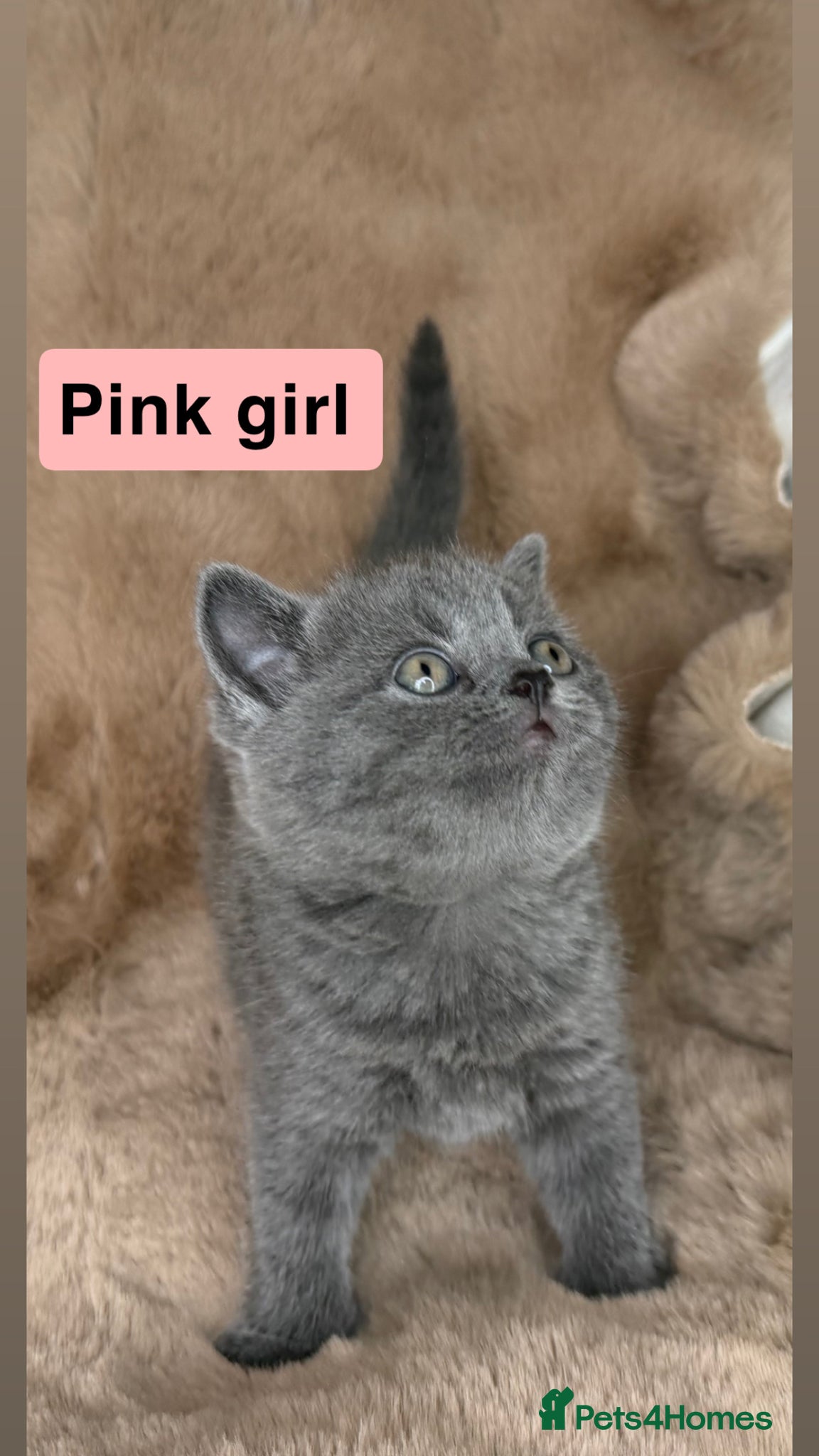 British Shorthair cats ✨  4 available Quality gccf British Shorthairs  - Advert 14