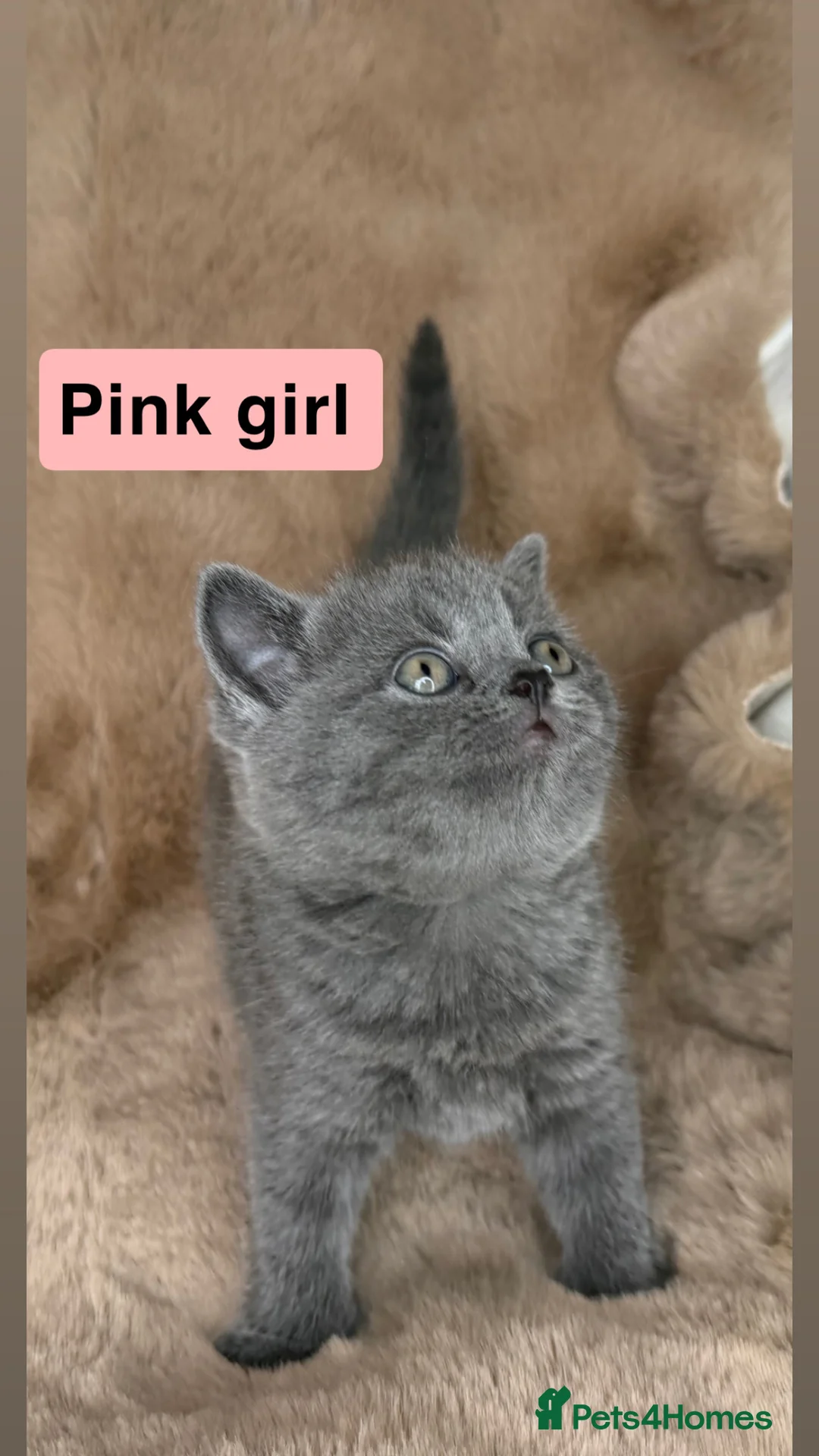 British Shorthair cats for sale: ✨  1 left Quality gccf British Shorthairs  - Advert 2