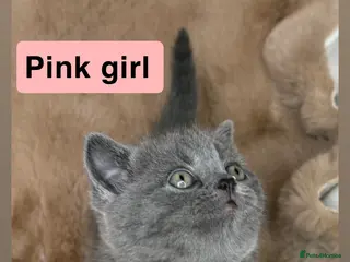 British Shorthair cats ✨ 4 available Quality gccf British Shorthairs - Advert 14