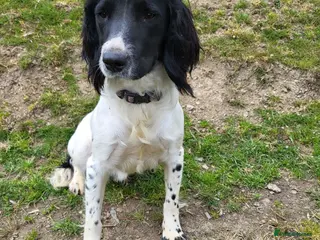 English Springer Spaniel dogs 9 month old kc reg springer bitch - Advert 1