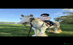 KWPN horses for sale: Judy the little pally and white  - Image 5