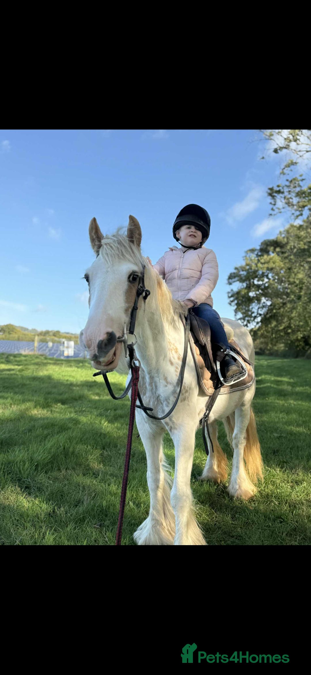 KWPN horses for sale: Judy the little pally and white  - Image 5