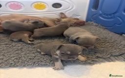 French Bulldog dogs for sale: Pedigree Frenchies - New Shade Isabella’s & Lilacs - Image 27