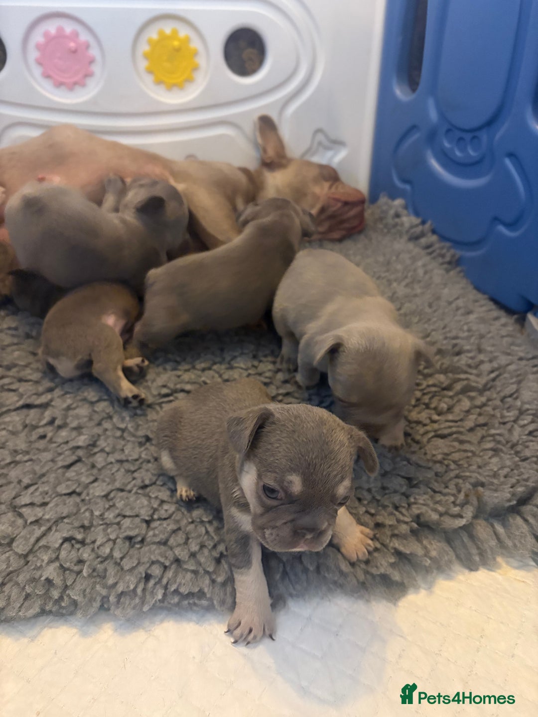 French Bulldog dogs for sale: Pedigree Frenchies - New Shade Isabella’s & Lilacs - Image 27