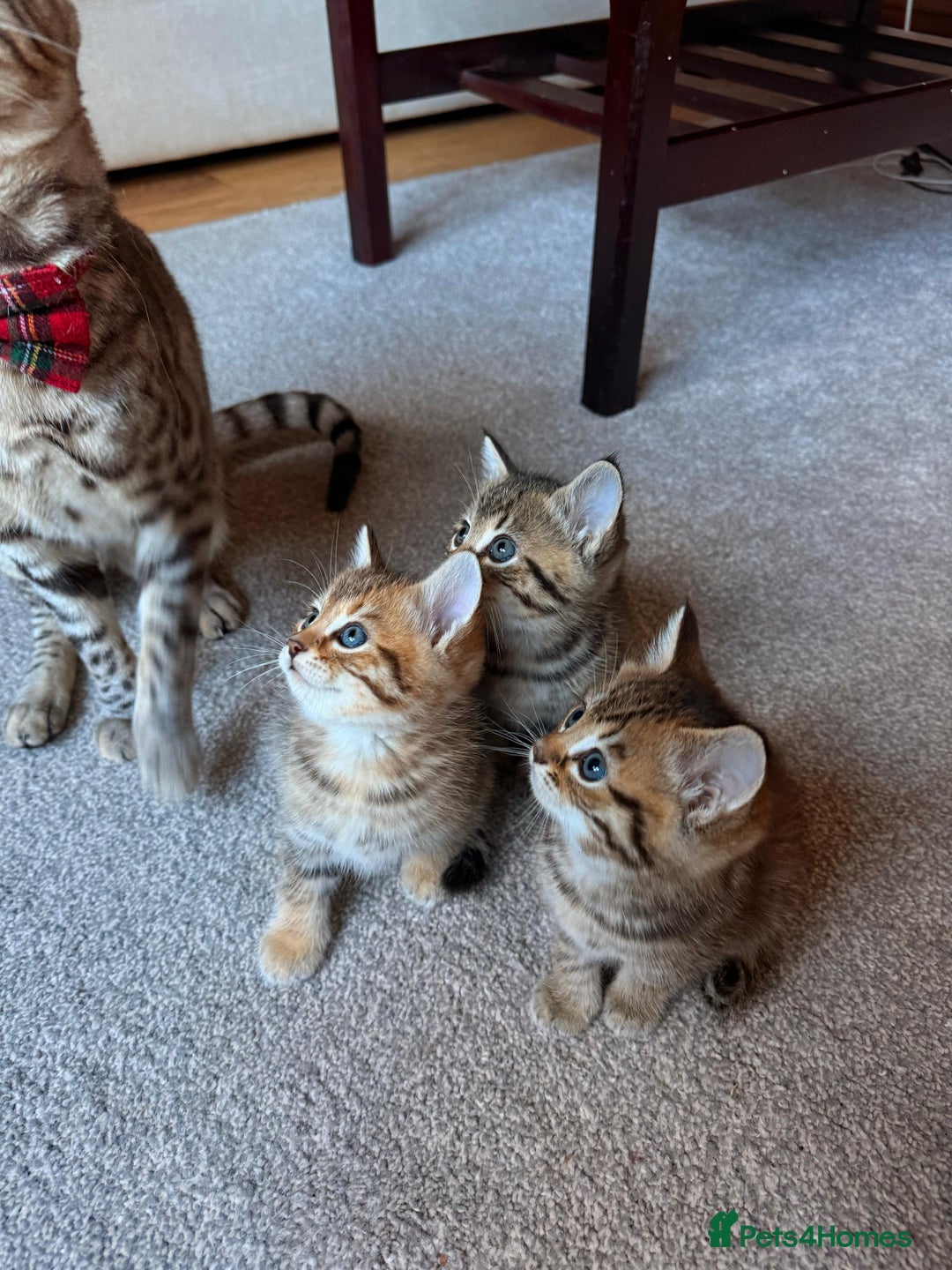 Mixed Breed cats for sale: Beautiful Ragdoll Bengal Cross Kittens - Advert 22