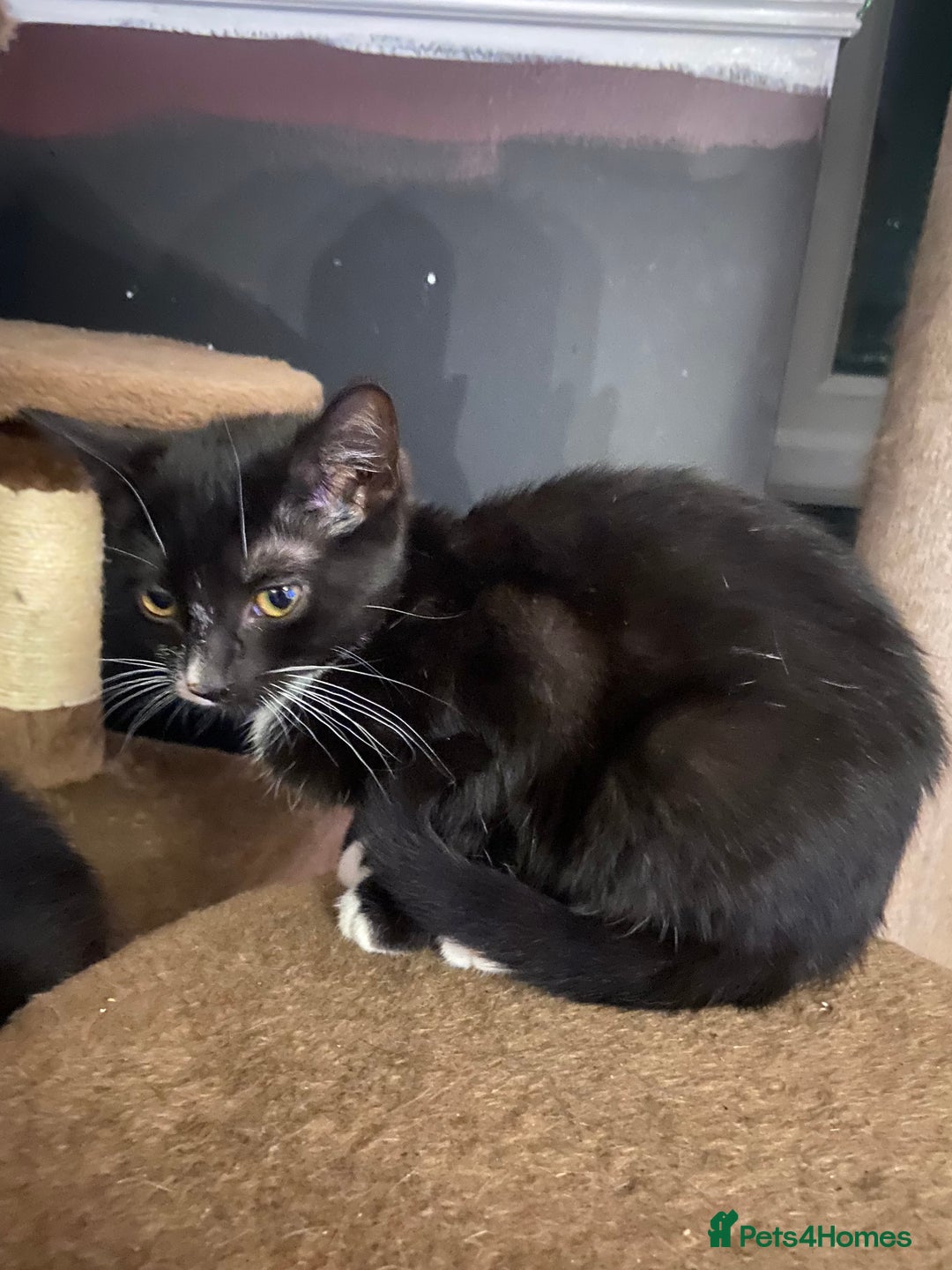 Mixed Breed cats for sale: 3x Kittens Ready for homes - Advert 3