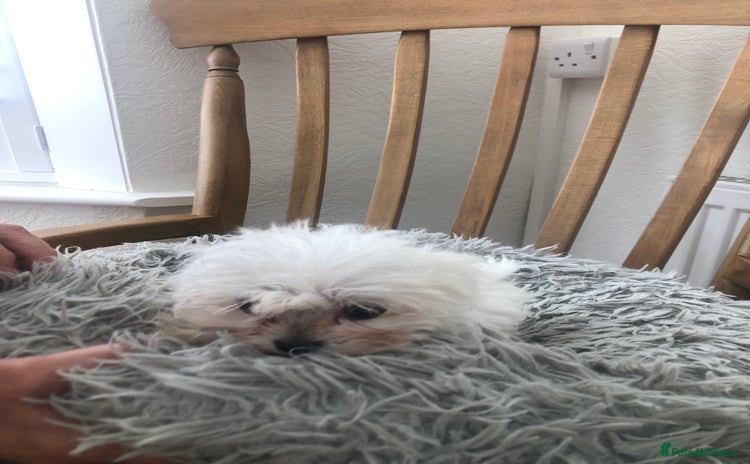 Maltese dogs - Advert 1