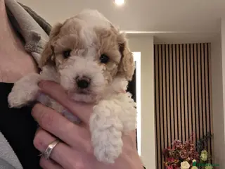 Cavapoo dogs Beautiful Male Cavapoo Puppy - Advert 2